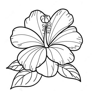 Hibiscus Farvelægningsider